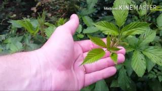 Edible, and Medicinal Plants Around my House