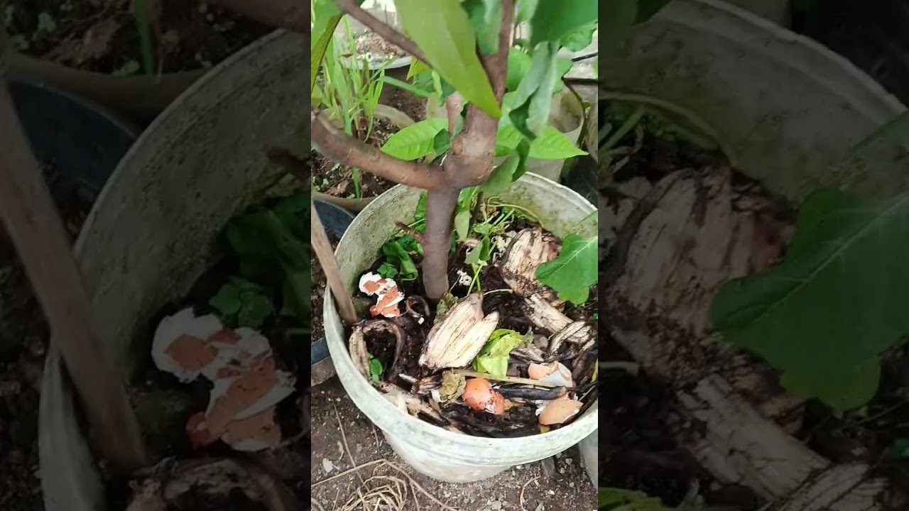 Panen di halaman depan rumah walau sedikit tapi seneng💪🥰