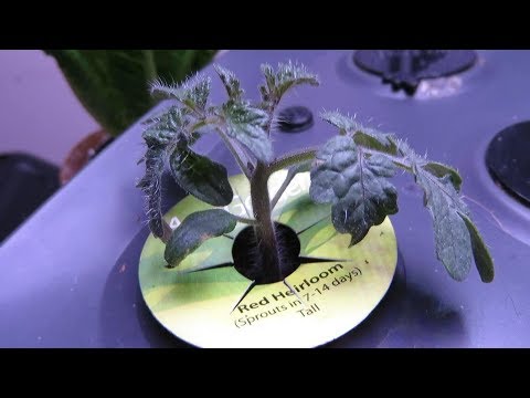 Video: Mason Jar Hydroponics: kuidas kasvatada hüdropoonilist aeda klaaspurkides