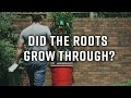 Double Cup Guru - Roots Follow Up