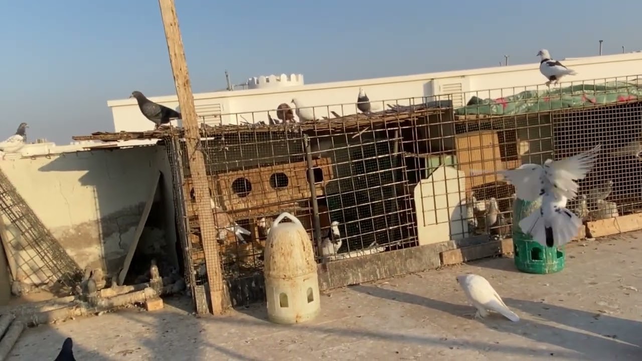 مبارك عليكم شهر رمضان وكل عام وأنتم بخير ❤️🫶🏻