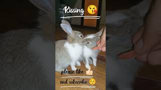 cute rabbit kissing 😘|bunny 🐰#shorts #youtubeshorts #ytshorts #viral #rabbit #kissing