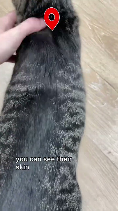 Tip Talk! Keep your cats flea free!