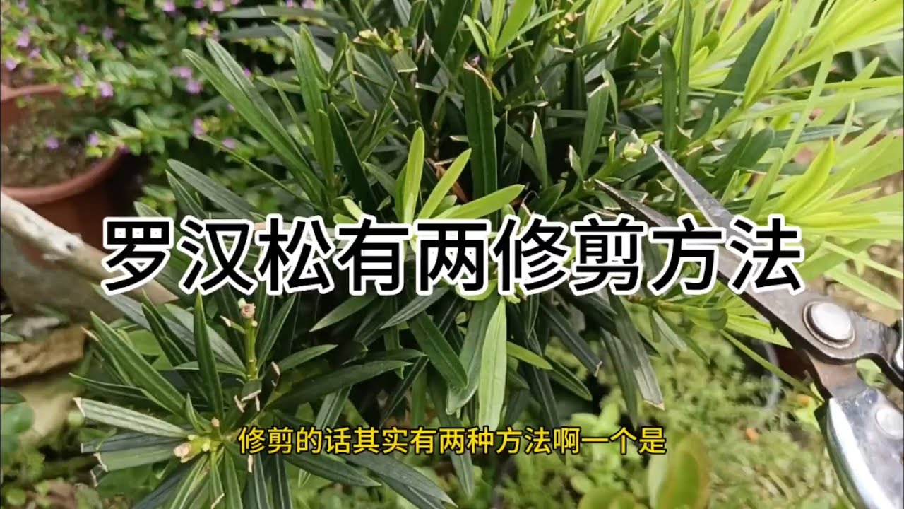 罗汉松修剪造型有两种方式修剪There are two ways to prune the podocarpus tree shape: