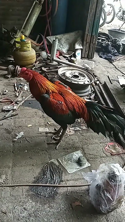 kata''story WA kerenn..buat penghobi ayamm..