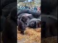 Funniest Gorilla and their baby moments 🤣#silverbackgorilla #goviral #babygorilla #gorilla