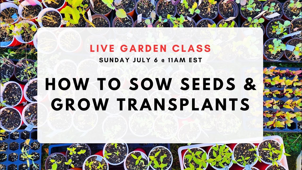 Live Garden Class: How to sow seeds & grow healthy transplants