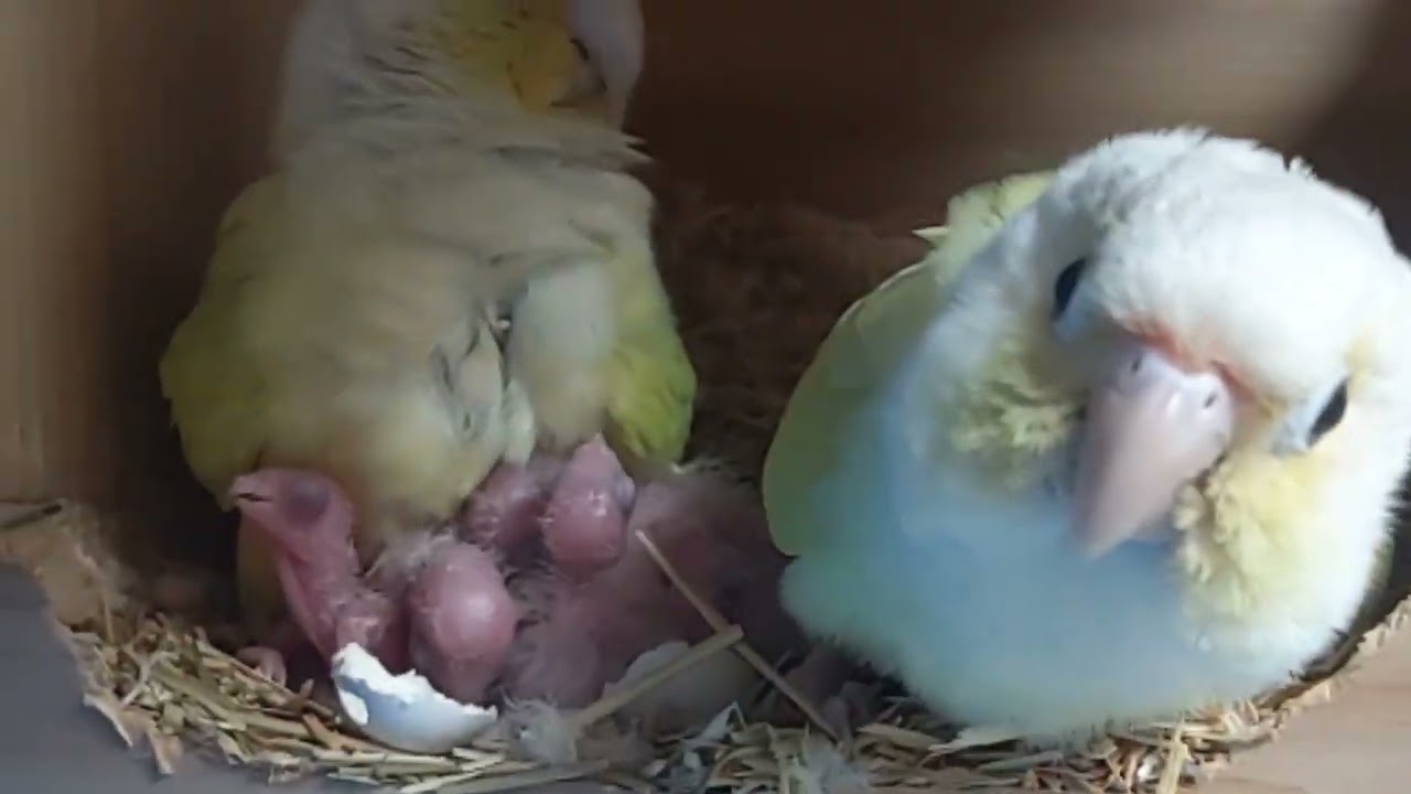 2024.05.16  코뉴어 파각