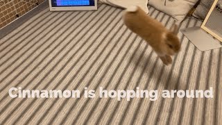 Sinnamon is hopping around