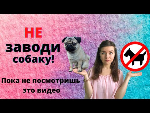 Причины НЕ заводить собаку 🚫🙅‍♀️ Недостатки собак Стоит ли заводить собаку? Минусы жизни с собакой