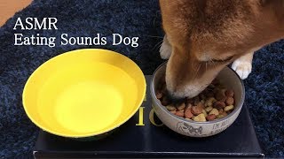 【ASMR/咀嚼音】Eating Sounds Dog/柴犬の咀嚼音/カリカリボリボリ