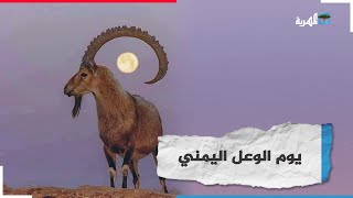 يوم الوعل اليمني .. إحياء لرمزية تاريخية في حضارة اليمن مهددة الانقراض