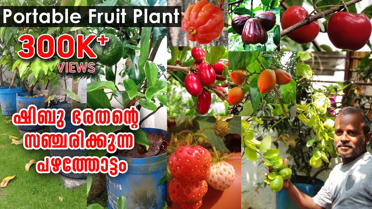വെറും രണ്ടര സെന്റിൽ എഴുപതോളം ഫലവൃക്ഷങ്ങളും ഇരുനില വീടും | Growing Fruit Trees in Pots and Containers