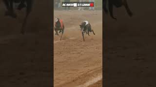 BIG HUNTER V/S GANNAR GREYHOUND DOG RACE#shortvideo #shorts #viral #greyhound #dograce #doglover#dog