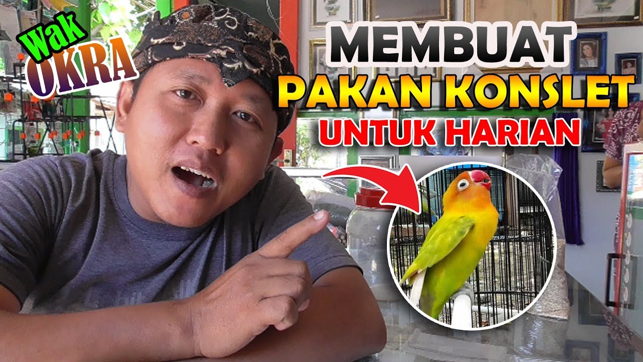 Pakan Lovebird Fighter Goldcoin - Racikan Pakan Lovebird Agar Rajin Ngekek Dan Gacor Youtube ...