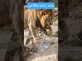 LOOK FOR THIS LION AND CAT صلوا على النبي