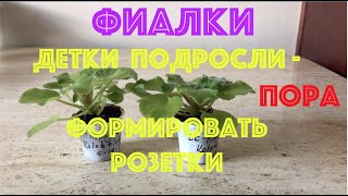 видео: ФИАЛКИ. Когда можно формировать розетку у подросшей детки? When to form a foliage of African violet? картинка: ФИАЛКИ. Когда можно формировать розетку у подросшей детки? When to form a foliage of African violet?