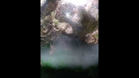Awesome fog machine for my tarantula terrarium