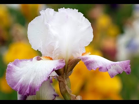 Vidéo: Qu'est-ce que l'iris doux – En savoir plus sur les plantes panachées d'iris doux