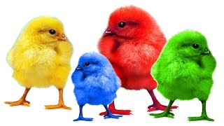 Learn Colors with Colorful Chicks + Funny Animals Colors Videos for Kids Toddlers + Цветные цыплята