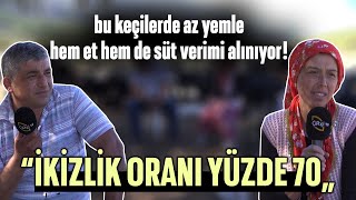 Bu Keçilerde Az Yemle Hem Et Hem De Süt Verimi Alınıyor! / 