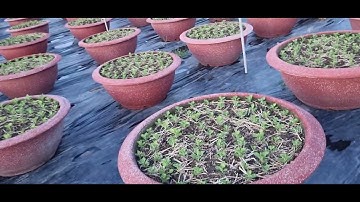 Bông cúc đại đóa tết 2026# ToanNguyen