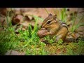 Funny Squirrel 🥜🐿️ Cute Chipmunk (Part 1) [Funny Pets]