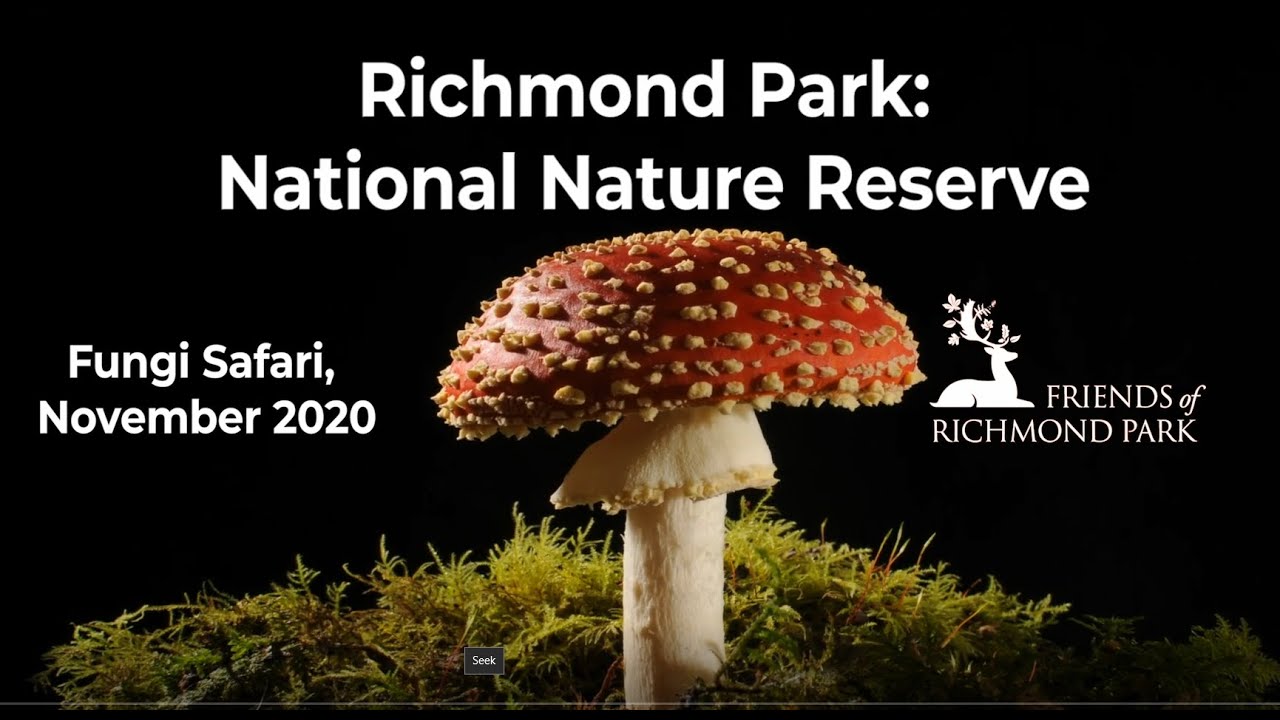 Ричмонд-парк: сафари по грибам