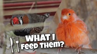Feeding My Canaries and Zebra Finches