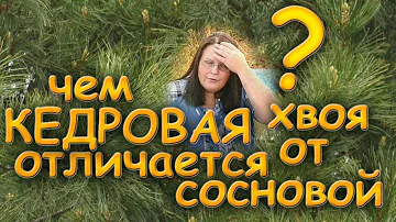 Чем КЕДРОВАЯ хвоя отличается от СОСНОВОЙ?