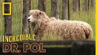 It Had to be Ewe | The Incredible Dr. Pol