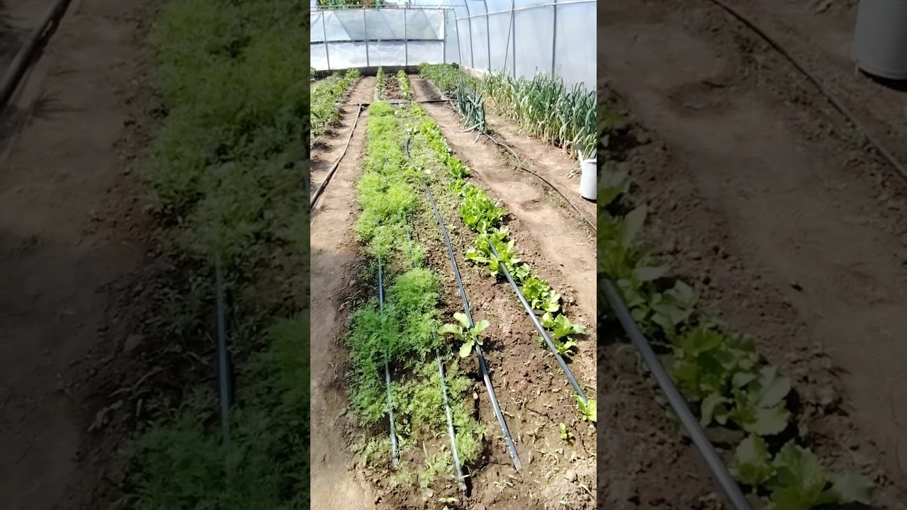 Astăzi, acasă la noi: plin de flori și pregătim grădina cu legume.