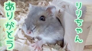 【閲覧注意】ジャンガリアンブルーサファイアハムスター