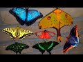 Butterflies and Moths Compilation: My PETS! (Bart Coppens) - Amazing Insects