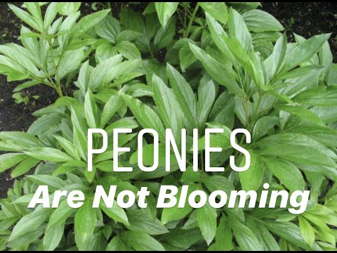 Video: Why Aren't Peonies Blooming In The Garden?