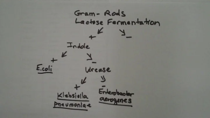 How To Construct A Dichotomous Key For Bacteria Fr...
