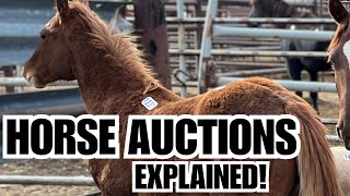 Horse Auction Basics ~ Loose horse sales explained!
