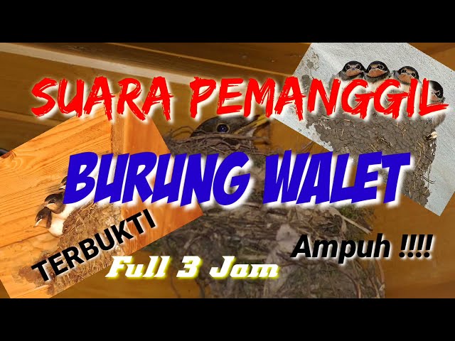 SUARA PANGGIL BURUNG WALET FULL 3 JAM#walet#suaraburungwalet class=