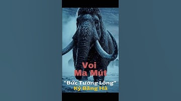 Voi Ma Mút "Bức Tường Lông” Kỷ Băng Hà. #shorts #facts #amazingfacts# voimamut