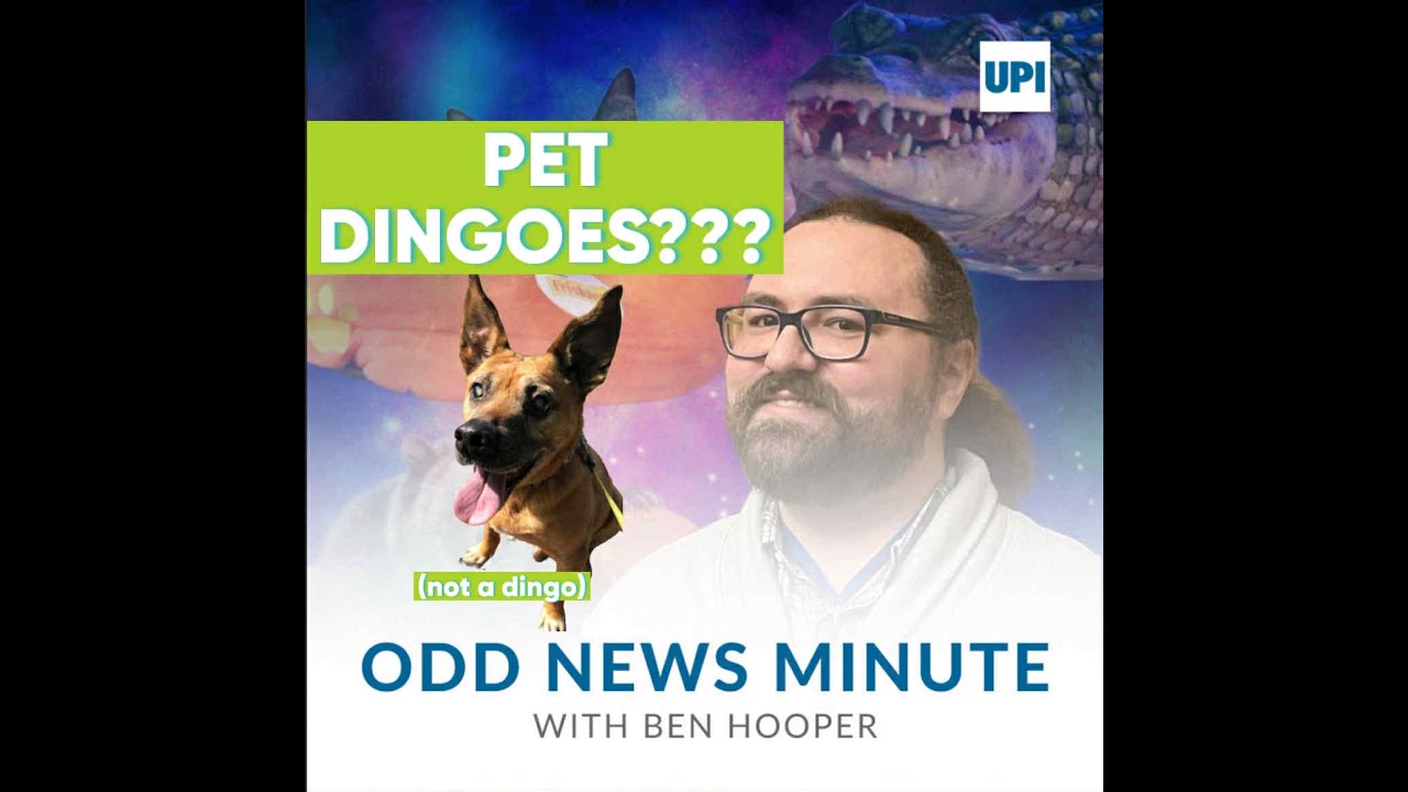 Odds and Ends: Pet dingoes, mysterious sky spiral