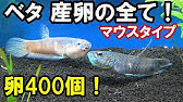ベタ3歳7か月 多くのベタは寿命を全うしていない 長寿の水槽とは Youtube ベタ3歳7か月 多くのベタは寿命を全うしていない 長寿の水槽とは Youtube