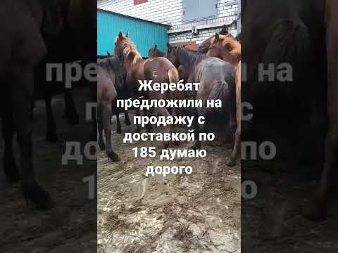 жеребята на откорм