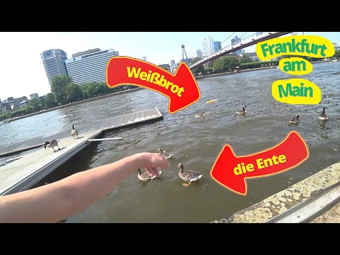 Video: Kaip nuvykti iš Frankfurto į Kelną
