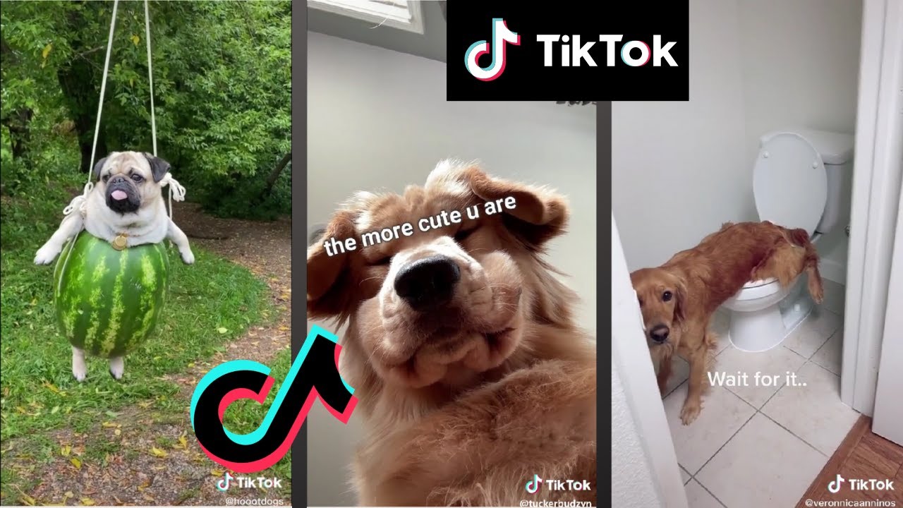 The Cutest Dogs on TikTok The best of Tik Tok Dogs 2020 YouTube