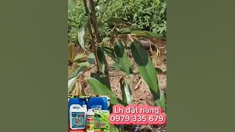 SẦU RIÊNG SAU KHI DÙNG ĐẠM CÁ CÔ ĐẶC SBC