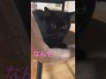 飼い主のイスに座り、覗くと急に大接近する黒猫　　　#shorts #blackcat #黒猫 #くろねこ #おすすめ #cat #ねこ #かわいい猫 #ミヌエット