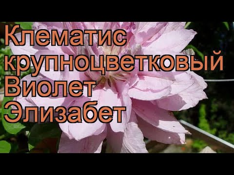 Wideo: Clematis Violet (29 Zdjęć): Opis „Etual Violet”, „Violet Elizabeth” I Innych Odmian Fioletowych Powojników O Nazwach