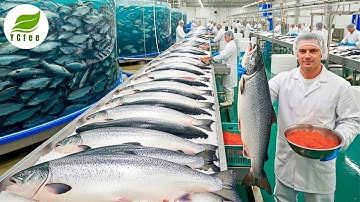 Every Single Salmon is Tracked by AI 🐟 Inside Norway