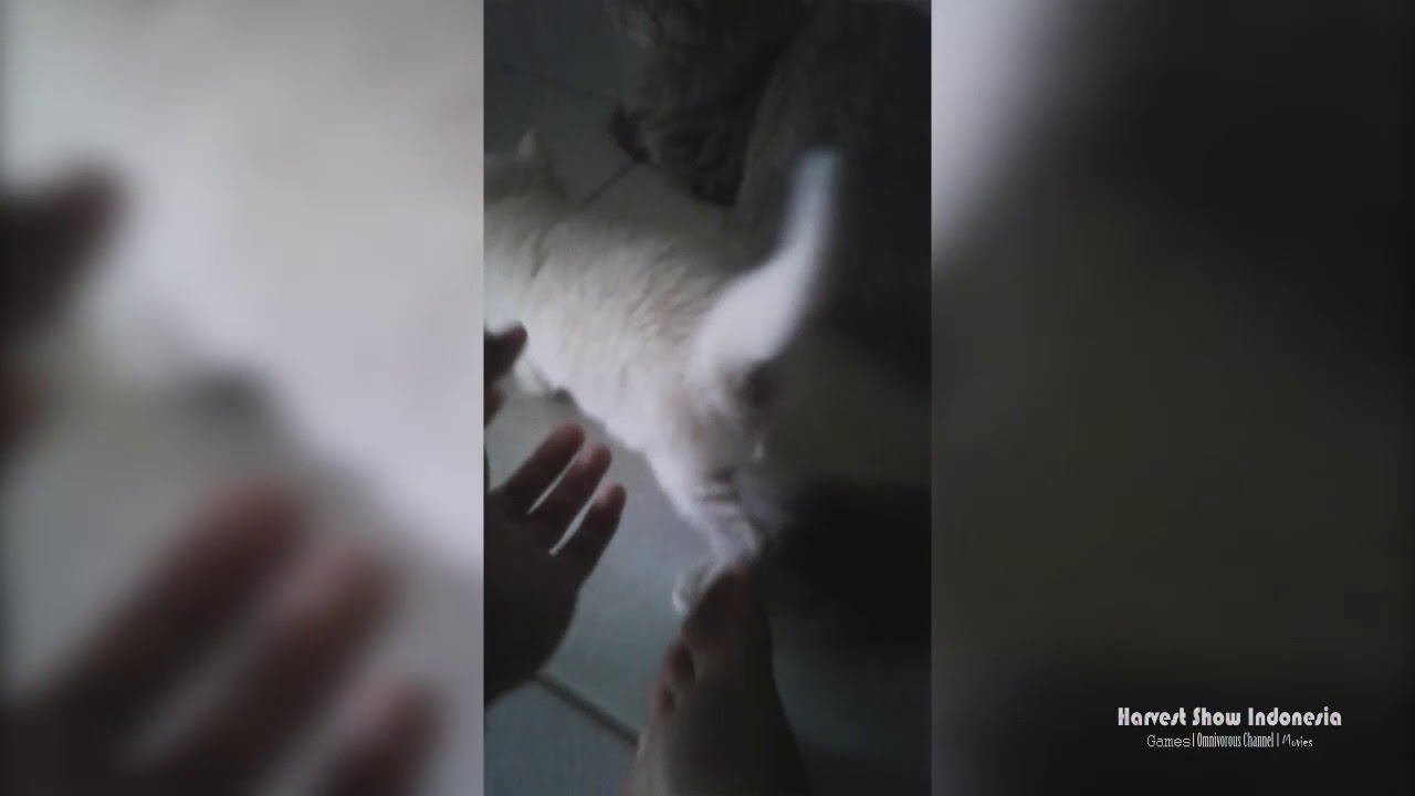 Keluarga Kucing (Cat's Family) - YouTube
