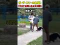 ボーダーコリーの急襲！サモエドの飼い主の立ち回り　#犬 #いぬ #ボーダーコリー #サモエド #犬動画 #コーギー #驚き #犬が好き #犬のいる生活 #犬のいる暮らし #いぬのいる暮らし